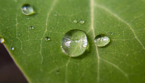 A Cheap and Fun Alternative for Experimenting With Macro Photography