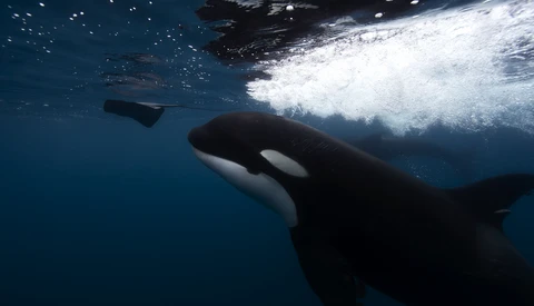 Stunning Orca Whale Video Reveals Unusual Predatory Behavior