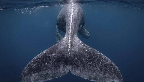 National Geographic Announces 2018 Travel Photographer of the Year