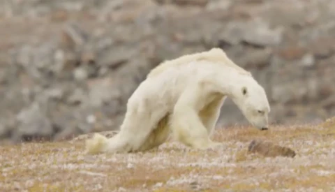 National Geographic Admits Polar Bear Video's Link to Climate Change Got 'Out of Hand'