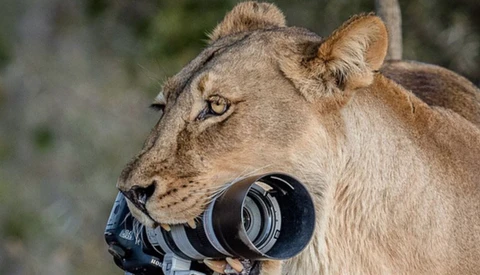 Lioness Steals Wildlife Photographer’s Camera, Cubs Use It as a Toy