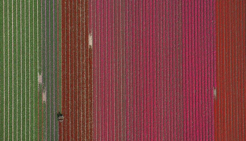 This Surreal Aerial Photo Series Features Tulip Fields in Holland