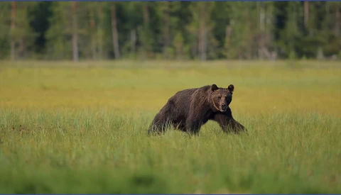 Behind the Scenes Photographing Wolves and Bears in Finland