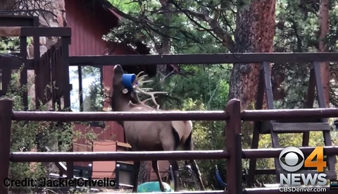 Wildlife Photographer Helps Save Elk Trapped in Swing Set