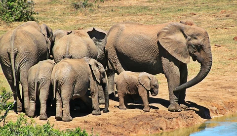 German Tourist Trampled to Death by Elephant After Trying to Take Picture