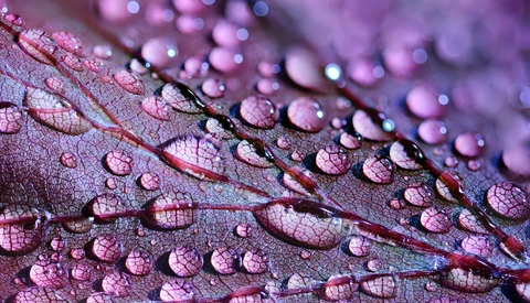 Winners Announced for Nikon's Small World Microscopic Photo Competition
