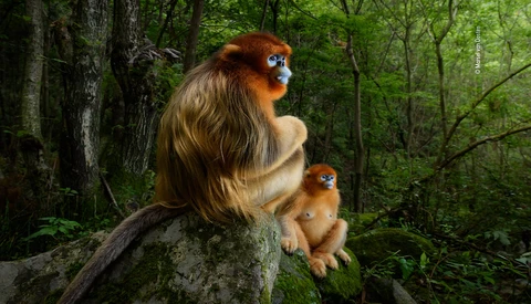 2019 Wildlife Photographer of the Year Competition Opens Today
