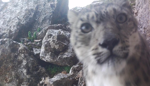 Elusive Snow Leopard Shoots Purrfect Selfies