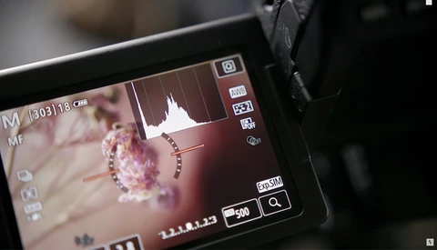 Three Helpful Macro Photography Tips in Just Two Minutes