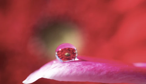 Elevate Your Macro Photography With These Great Tips