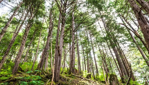 The Best Post-Processing for Woodland Images