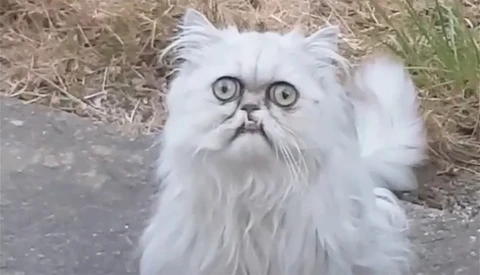 Did Instagram Censor a Parody Video Because of Cat Shaming?