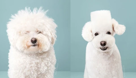 Photo Series Shows Before and After Dogs Receive Japanese Grooming Makeovers