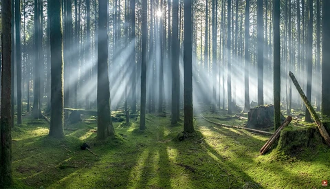 No Photoshop Necessary: This Guy Dragged a Fog Machine Into the Forest to Make an Award-Winning Photo