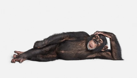 How Photographer Randal Ford Shot the Animal Kingdom, a Book of Over 150 Animal Portraits