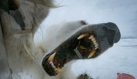 Terrifying Video Shows Polar Bear Attempting to Break Through Glass to Attack Videographer