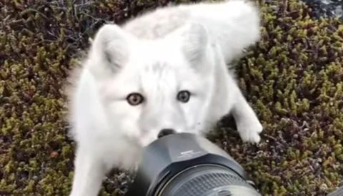 Curious Arctic Fox Approaches Photographer and Nibbles His Nikon Gear