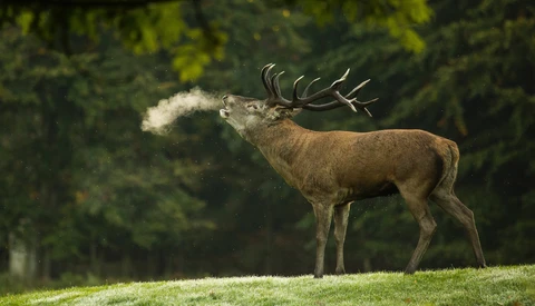 Go Behind the Scenes With Award-Winning Nature Photographer Thomas Mangelsen
