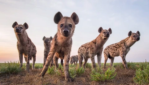 How to Photograph Dangerous Animals up Close Without Getting Killed