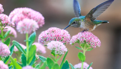 Photograph Wild Birds With Simon Roy
