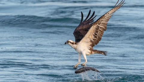 Field Review of the Sony a9 for Bird Photography