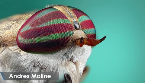 How to Use Any Lens for Macro Photography