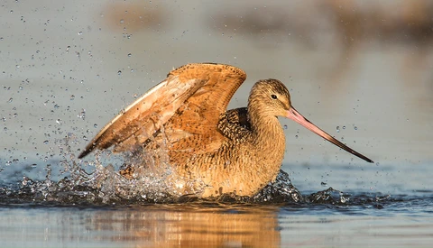 Getting Started With Bird Videography: A Three-Part Series
