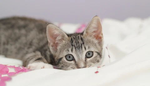 A Simple Trick for Getting Great Pet and Baby Pictures, Even With Just a Smartphone!