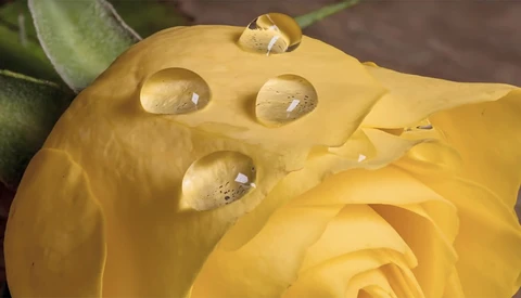 How to Get Macro Images Without a Macro Lens