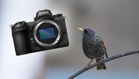 Using the New Nikon Z 6 Mirrorless Camera for Bird Photography