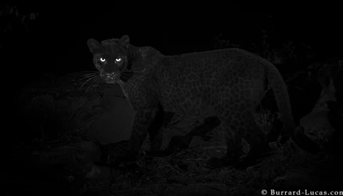 Rare Leopard Captured by Photographer in Kenya
