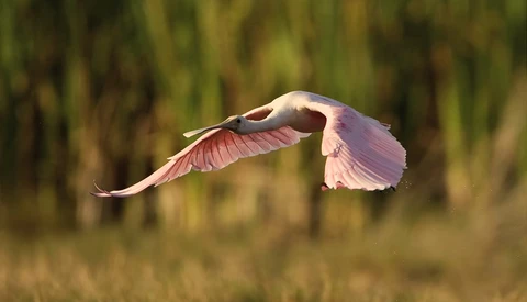 The Best Wildlife Photography TV Show Is Free on YouTube