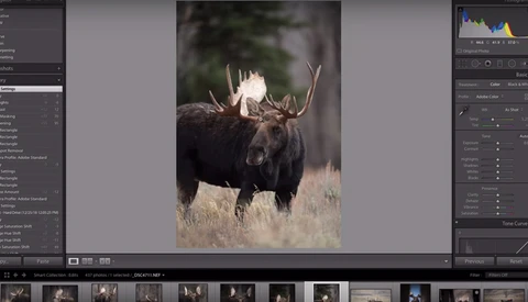 Utilize Lightroom to Add Mood to Your Wildlife Photographs