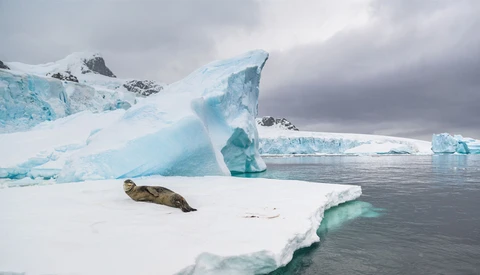 Wildlife Photographer Spends Two Weeks in Antarctica to Test Capability of Nikon Z 7 and D5