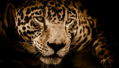 Woman Attempting Selfie Attacked by Jaguar