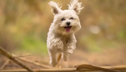 Ten Tips for Pet Portraits to Help Find Forever Homes