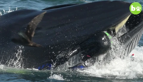See the Moment a Dive Tour Operator Was Caught up in a Whale’s Mouth