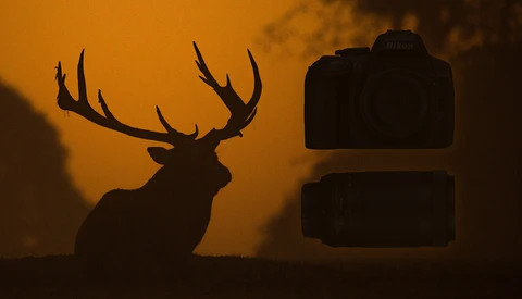 Wildlife Photography Camera and Lens Buyer's Guide: Under $500