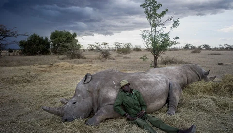 Before Their Extinction, See The Last Two Northern White Rhinos on Earth