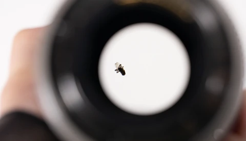 An Unlikely Intruder: The Fly Inside a Professional Canon Lens