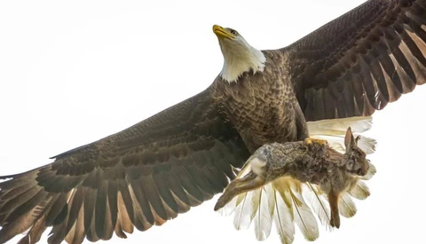 Amateur Photographer Captures Intense Mid-Air Battle Between Eagle and Rabbit