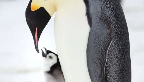 The Photographer Who's Spent a Decade Documenting Emperor Penguins in the Antarctic