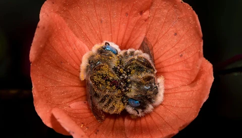 Photographer Documents Two Bees Sleeping Inside Flower