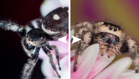 Five Tips for Better Macro Photography