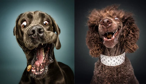 Hilarious Portrait Series Captures Dogs Reacting to Treats Being Thrown at Them