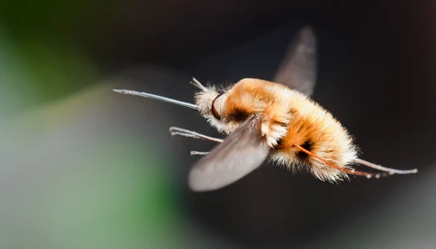 The Simplest Tip to Improve Your Macro Photography