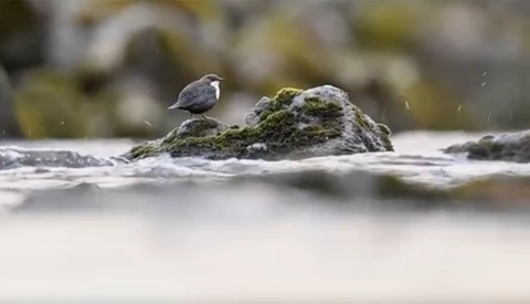 Wildlife Photography: Finding the Perfect Backdrop With Patience