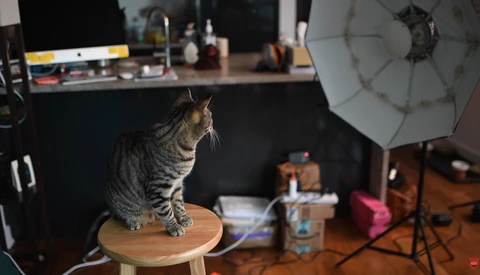 Five Tips for Photographing your Pets at Home