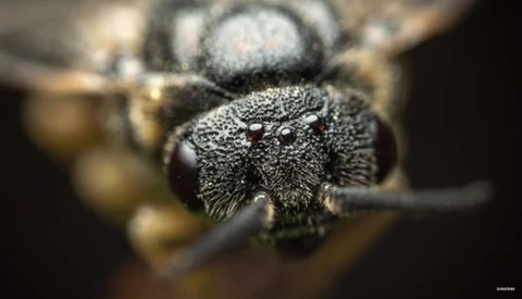 Insane Closeups: A Review of the Laowa 25mm f/2.8 2.5-5X Ultra Macro Lens