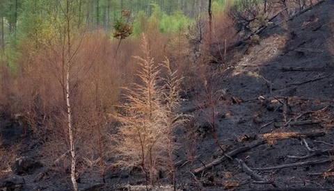 Photographing the Aftermath of a Forest Fire